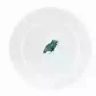 8" China Plate